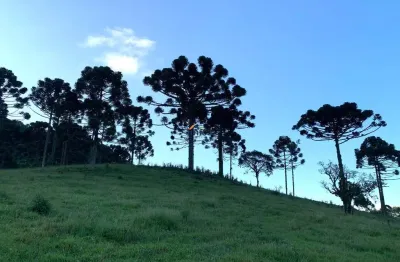 Chácara / sítio à venda no centro, campo alegre , 58390 m2 por r$ 1.460.000