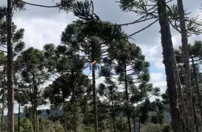 Chácara / sítio à venda no Centro, Campo Alegre  por R$ 1.500.000