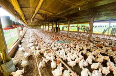 Sítio com granja com 4 dormitórios à venda, 25000 m² por r$ 1.100.000 - anhumas - piracicaba/sp