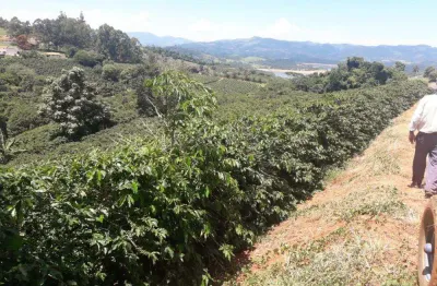 Fazenda com 90 mil pés de café _altitude acima 940 m _ região de caconde/sp e plameiral/mg.
