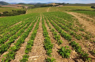 Fazenda de 417 hectares _ planta de 250 entre soja, milho, feijão e/ou batata.