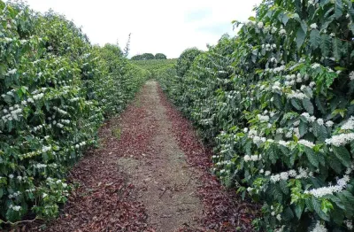 Fazenda de café em produção_ sul de minas _ café todo mecanizado, 160 hectares em café _ porteira fechada.
