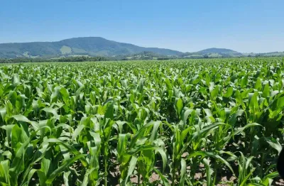 Excelente propriedade _ agricultura-grãos_ região de pouso alegre/sul de minas.