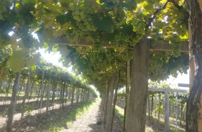 Fazendinha de 22 alqueires, região de andradas_ 75 mil pés de uva