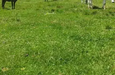 Fazenda de 30 alqueires (72,6 hectares) _ região de camanducaia _ sul de minas