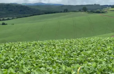 Fazenda 120 alqueires (290 hectares) _ plantado 75% da área _ sul de minas