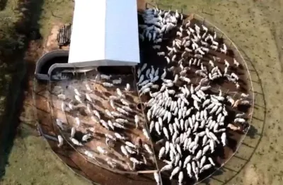 Fazenda de múltiplo uso: agricultura e pecuária de alto potencial – sul de minas.