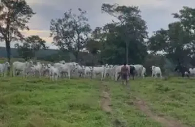 Fazenda bálsamo , oportunidade perto de você fazenda à venda, 84000 por r$ 4.000.000 au31136