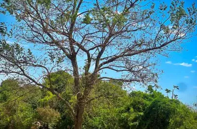 Lote 2.400 m² com mata e lazer no recanto dos ipês – go-020 lote à venda, 2400 por r$ 380.000 no setor recanto dos ipês ad32702