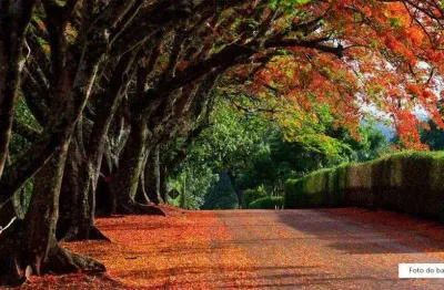 Terreno em condomínio fechado à venda na Rua Nelson Simões Peixeiro, Vila do Golf, Ribeirão Preto