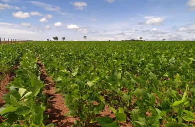 Mato grosso do sul, fazenda  área total 3.454 ha, planta 1.200 ha, à venda, zona rural, sonora, ms