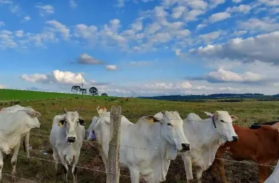 Lapa, fazenda 157,30 hectares ou 65 alqueires, plantando 45 alqueires, dupla aptidão, à venda, pr