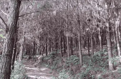 Campo largo, itambé, 508 hectares, 209 alqueires,  à 49km park shopping barigüi, curitiba, à venda