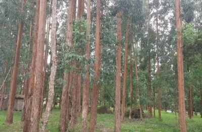 Lapa/ balsa nova, 54 alqueires ou 131 há , floresta de pinos e eucalipto pronta pra corte, à venda,