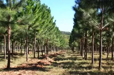 Campo largo , itambé, reflorestamento, área plantada de 36 alqueires, 59km parque barigui, à venda,