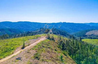 Campo largo, 111 alqueires, ou 269 hectares, 38 alqueires para reflorestamento, à 6 km do asfalto,