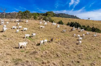 Campo largo, itambezinho, fazenda porteira fechada, 95 cabeças de gado nelore, 213 há, 88 alq , 47,