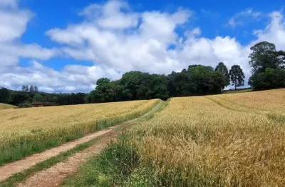 Balsa nova, 89 há, ou 36,77 alqueires, plantando 23 alqueires, próximo estrada balsa nova, zona rur