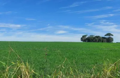 Lapa, 50 alqueires, à 28 km da cidade, 121 hectares, plantando 17 alqueires, car, mapa topográfico,