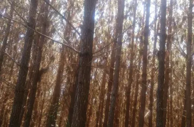 Lapa/ balsa nova, 54 alqueires ou 131 há , floresta de pinos e eucalipto pronta pra corte, à venda,