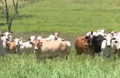 Mato grosso, 3.150 hectares ou 1.301 alqueires, pra plantio de pinus, dupla aptidão, poço artesiano