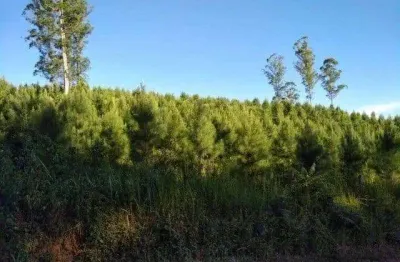 Campo largo , itambé, 106 alqueires ou 258 há, reflorestamento, área plantada de 36 alqueires, 59km