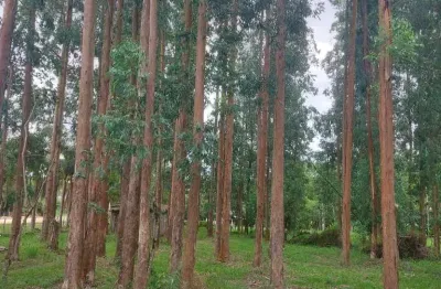 Lapa/ balsa nova, 54 alqueires ou 131 há , floresta de pinos e eucalipto pronta pra corte, à venda,