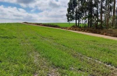 Porto amazonas, fazenda 90 alqueires, 217 hectares, plantando 70 alqueires, à venda, zona rural, pr