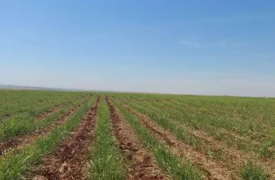 Maringá, cianorte, fazenda, 624 hectares, 258 alqueires, cana e gado, à venda, zona rural pr