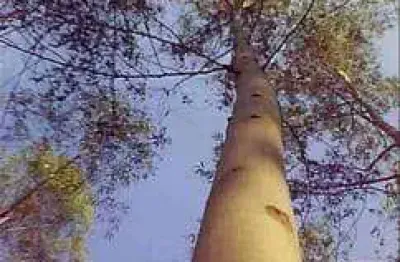 São paulo, fazenda 1.867há ou 771 alqueires, floresta de eucaliptos, árvores com mais de 30 anos, à