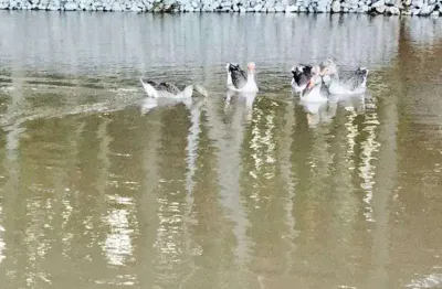 São josé dos pinhais, chácara , 4 dormitórios, 2 suítes, contendo 26.320m², roça velha, à venda, pr