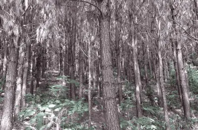 Campo largo, itambé, 508 hectares, 209 alqueires, à 49km park shopping barigüi, curitiba, à venda ,