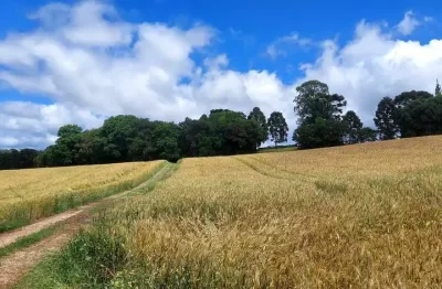 Balsa nova, 89 há, ou 36,77 alqueires, plantando 23 alqueires, próximo estrada balsa nova, zona rur