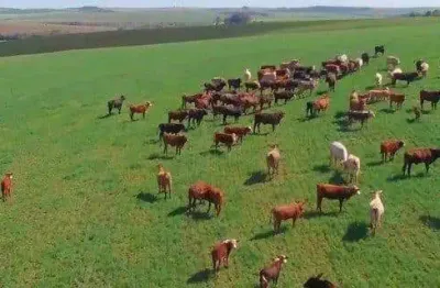 Palmeira, fazenda à 46km park barigui, 100 alqueires, 242 hectares, ou 2.420.000m², dupla aptidão,