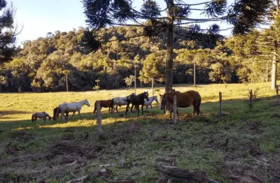 Tijucas do Sul, Fazenda 160 Alqueires, 367,10 há, Haras ou Loteamento, Casa sede 500m² venda, Zona