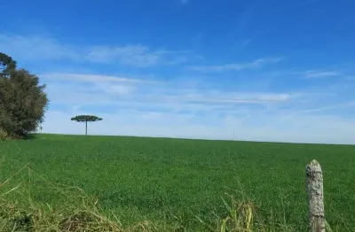 Lapa, 50 alqueires, à 28 km da cidade, 121 hectares, plantando 17 alqueires, CAR, mapa topográfico,