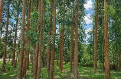Lapa/ Balsa Nova, 54 Alqueires ou 131 há , Floresta de Pinos e Eucalipto Pronta Pra Corte, à venda,