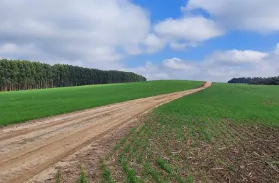 Porto Amazonas, 90 Alqueires, 217 Hectares, Plantando 70 Alqueires, à venda, Zona Rural, PR
