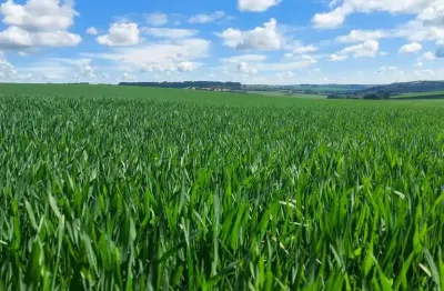 Porto Amazonas, Fazenda De Frente Rodovia, 287 Hectares, 118 Alqueires, Plantando 60%, Dupla Aptidã