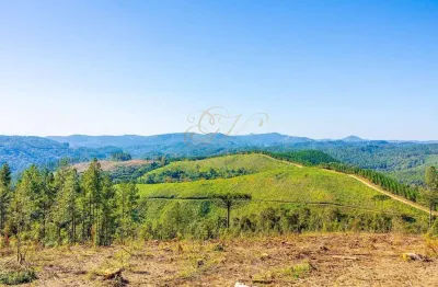 Campo Largo, à 6 km do asfalto, 111 alqueires, ou 269 hectares , 38 Alqueires Própria Reflorestamen