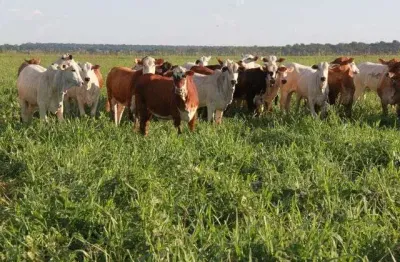 Mato Grosso, 3.150 hectares ou 1.301 alqueires, Pra Plantio de PINUS, Dupla Aptidão, Poço Artesiano