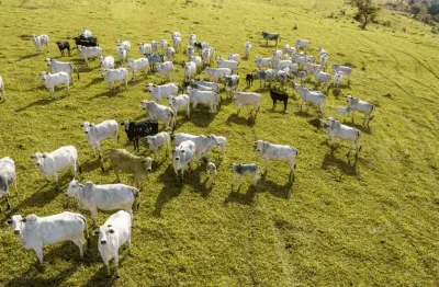 Campo Largo, 213 há, 88 Alq , 47,68 alq de pasto, 80 cabeças de Gado Nelore, Porteira Fechada, à ve