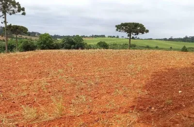 Araucária, 300m do asfalto, 5 alqueires, 12,35 hectares, barracão, própria pra plantio, arrendada,