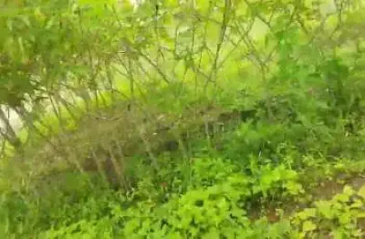 Terreno para venda - Apenas R$ 30.000,00 Bairro Capoeirão - Lima Duarte MG