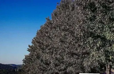 Terra caxambu | lotes a partir de 1000m² | clube completo e lagos | pagamento facilitado