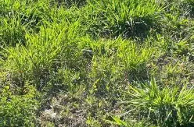 Terreno à venda, 180 m² por r$ 65.000,00 - mais parque cedral - cedral/sp