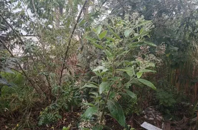 Terreno à venda na Avenida Santa Inês, 1805, Parque Mandaqui, São Paulo
