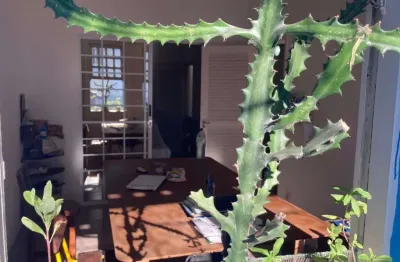 Casa com 4 quartos à venda na Luiz Alvares,, 45, Centro, Itaparica