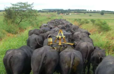 Fazenda de búfalos à venda na região de itaporanga sp