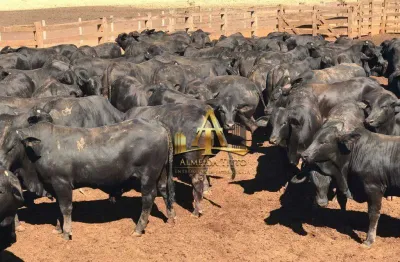 Fazenda dupla aptidão à venda - zona rural - flores de goiás/go
